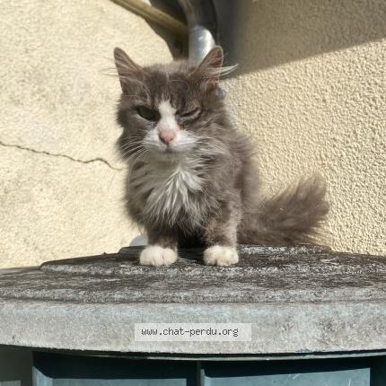 Foto 1/1 Gato encontrado Encontrado en Le mans