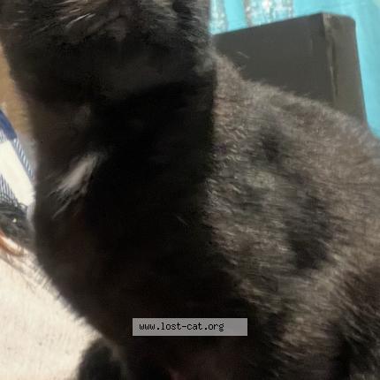 Foto 1/1 Smoke Chat perdido en Sylacauga