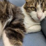 Foto del gato perdido en Chateau L Eveque