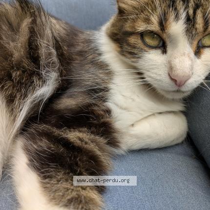 Foto 1/1 Yuumi Chat perdido en Chateau l eveque