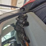 Foto del gato perdido en Breuillet