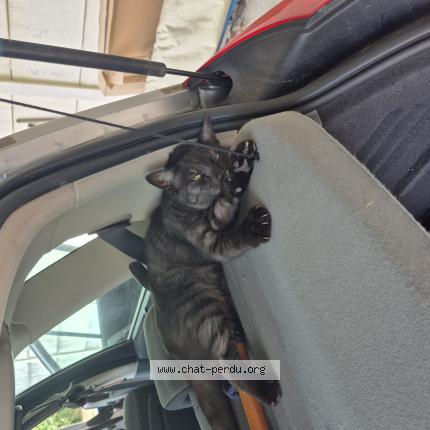 Foto 1/1 Simba Chat perdido en Breuillet