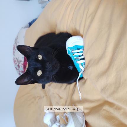 Foto 1/1 Bahia Chat perdido en Saint sebastien sur loire