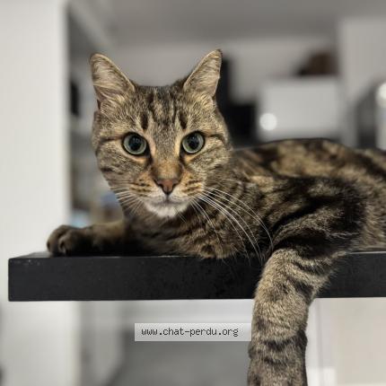 Foto 1/1 Roro Chat perdido en Saint etienne