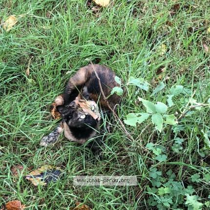 Foto 1/1 Cannelle Chat perdido en Saint samson sur rance