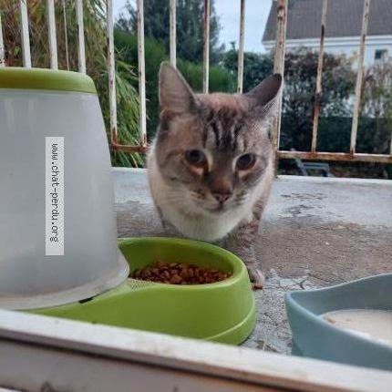 Foto 1/1 Gato encontrado Encontrado en Le mans