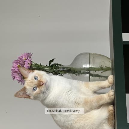 Foto 1/1 Shiro Chat perdido en Bordeaux