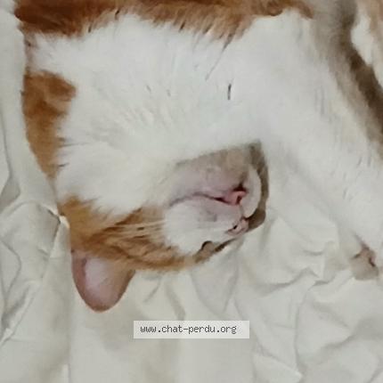 Foto 1/1 Speedy Chat perdido en St yvi