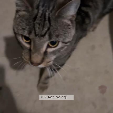 Foto 1/1 Gato encontrado Encontrado en Temple hills