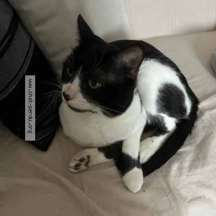 Foto 1/1 Chou Chat perdido en Saint chamond