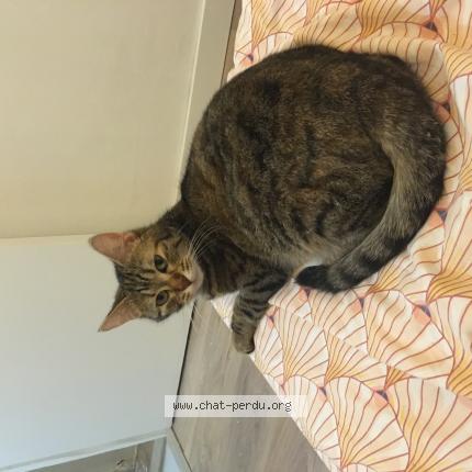 Foto 1/1 Alba Chat perdido en Meziere sur seine