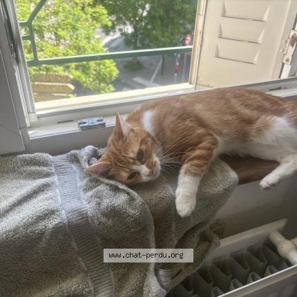 Foto 1/1 Vanilla Chat perdido en Nancy