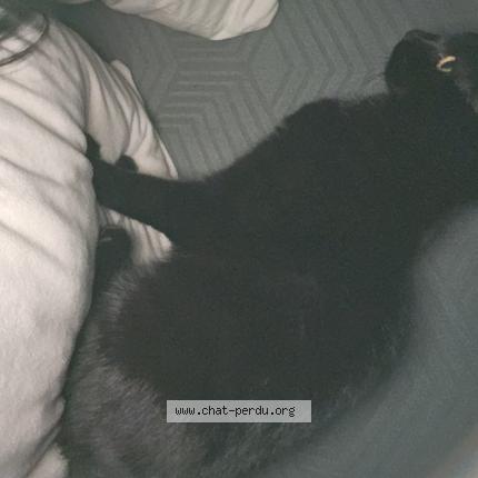 Foto 1/1 Zola Chat perdido en Bihorel