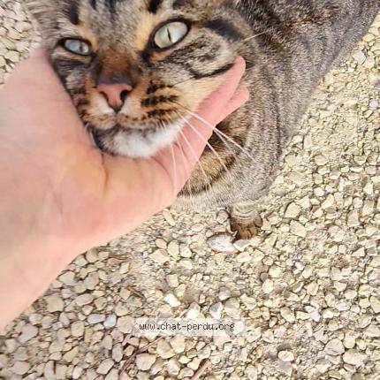 Foto 1/4 Gato encontrado Encontrado en Arveyres