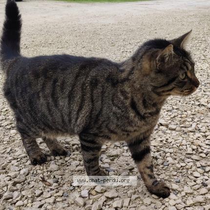Foto 2/4 Gato encontrado Encontrado en Arveyres