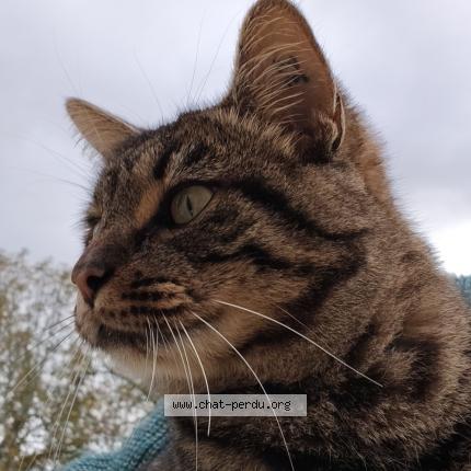 Foto 4/4 Gato encontrado Encontrado en Arveyres