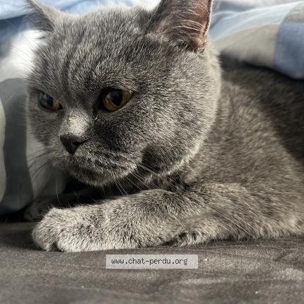 Foto 1/1 Silver Chat perdido en Saint michel sur orge