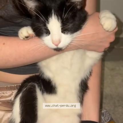 Foto 1/1 Gato encontrado Encontrado en Mulhouse