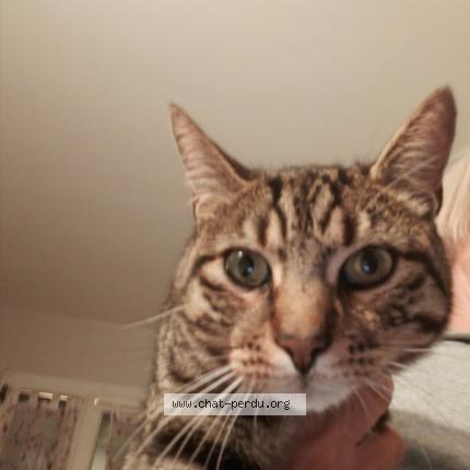 Foto 1/1 Mimi dit gamin Chat perdido en Thorigne sur due