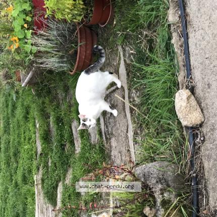 Foto 1/1 April Chat perdido en Crozant