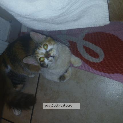 Foto 1/1 Priceless Chat perdido en Chico