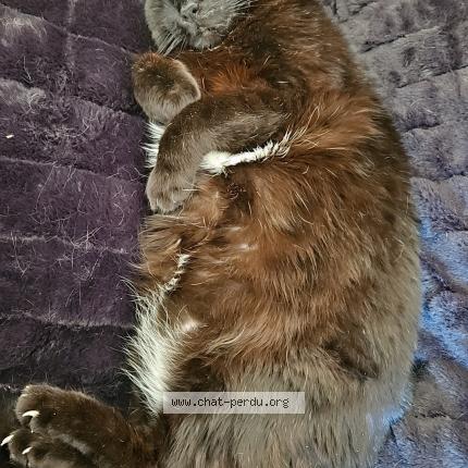 Foto 1/1 noisette Chat perdido en Ales