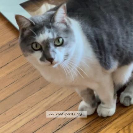 Foto 1/1 Horizon Chat perdido en Laval