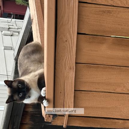 Foto 1/1 Leche Chat perdido en Aurora