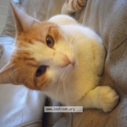 Foto 1/1 Rocket Chat perdido en Washington