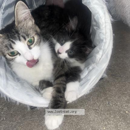 Foto 1/1 Willow Chat perdido en Huntington beach