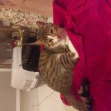 Foto de gato encontrado en Merignies