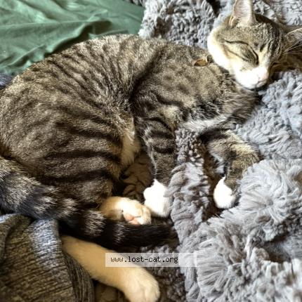 Foto 1/1 Papa Mew Chat perdido en Mesa