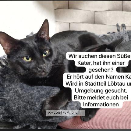 Foto 1/1 Cat Chat perdido en Dresden