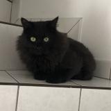 Foto del gato perdido en Annecy Le Vieux