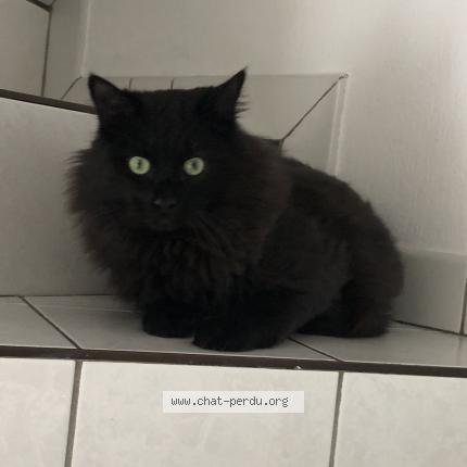 Foto 1/1 Tyson Chat perdido en Annecy le vieux