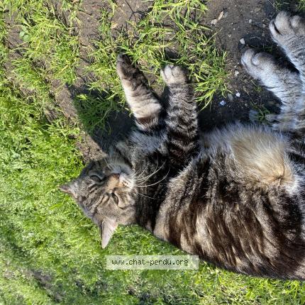 Foto 1/1 Minou Chat perdido en Alleur