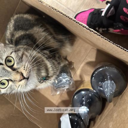 Foto 1/1 Annabelle Chat perdido en Vista