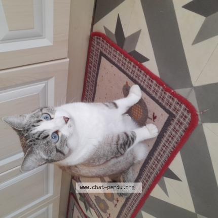 Foto 1/1 Mimine Chat perdido en Lauris