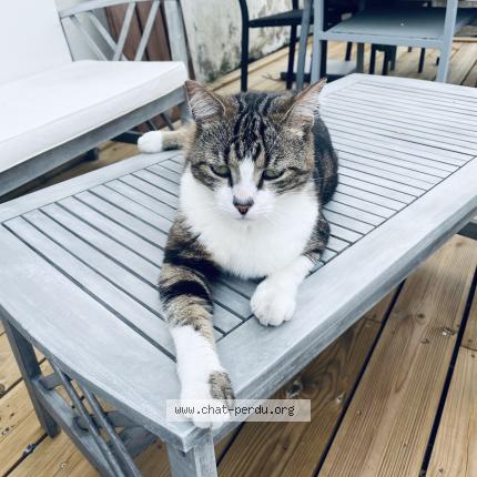 Foto 1/1 Frimousse Chat perdido en L epine noirmoutier