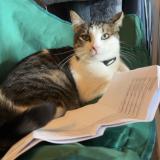 Foto del gato perdido en Remoray