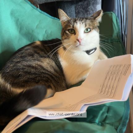 Foto 1/2 Filou Chat perdido en Remoray