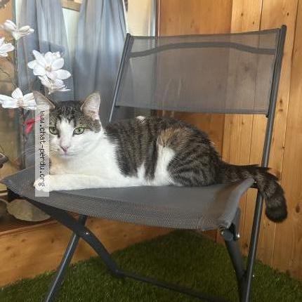 Foto 2/2 Filou Chat perdido en Remoray