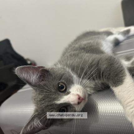 Foto 3/4 Sativa Chat perdido en Vesoul