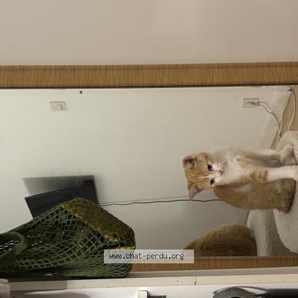 Foto 1/1 Ginger Chat perdido en Saint laurent des autels