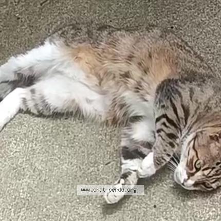 Foto 1/1 Mistigri Chat perdido en St egreve