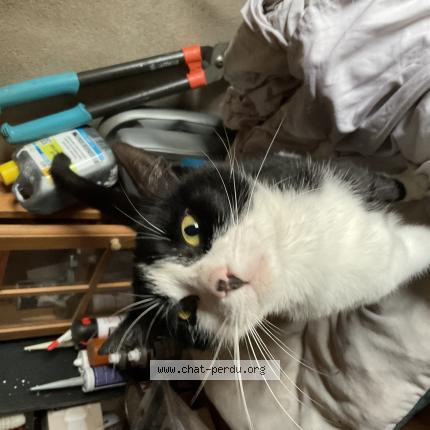 Foto 1/1 Gato encontrado Encontrado en Chaufour les bonnieres