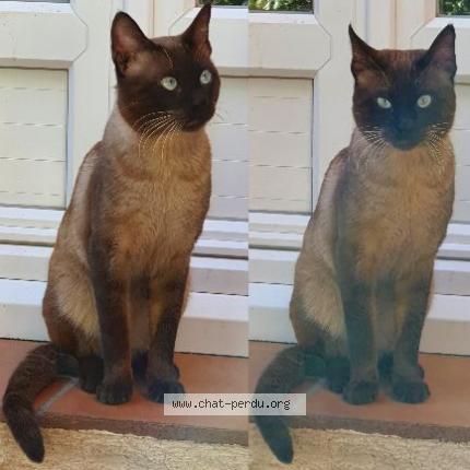 Foto 1/1 Gato encontrado Encontrado en Frejus