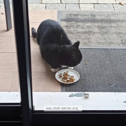 Foto 1/1 Gato encontrado Encontrado en Decines