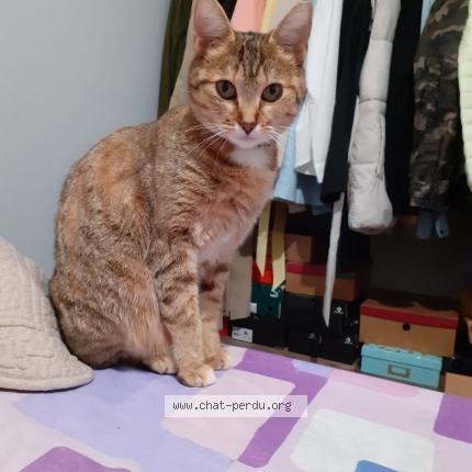 Foto 1/1 Sayana Chat perdido en Camon