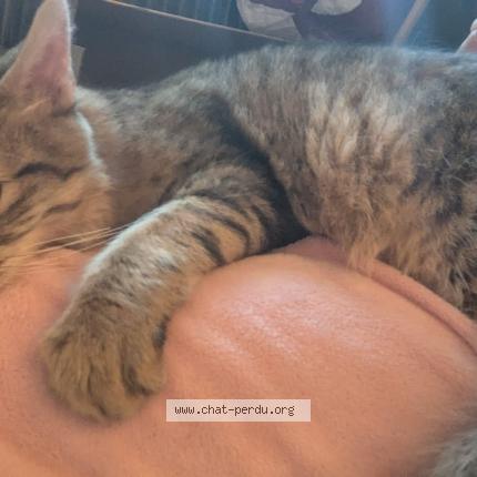 Foto 1/1 Gato encontrado Encontrado en Villeurbanne